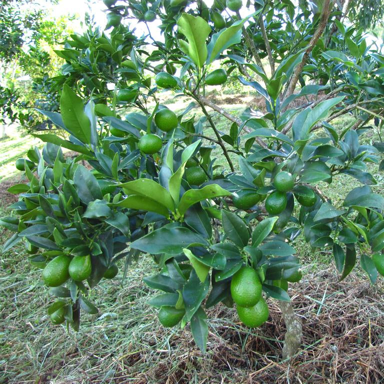 Kumquat seeds germination and planting guide for beginners