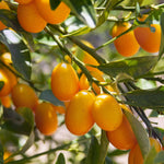 Kumquat seeds green variety for planting in home gardens