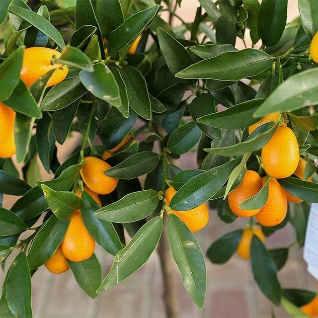 Kumquat seeds suitable for container growing and patio gardening