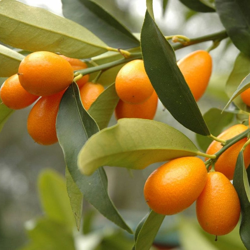 Young kumquat citrus sapling grown from seeds