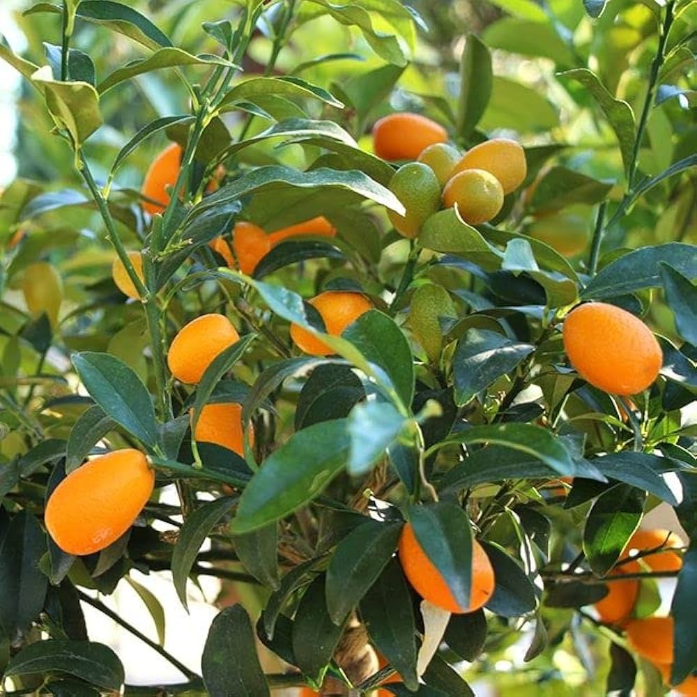 High quality kumquat seeds for planting at home