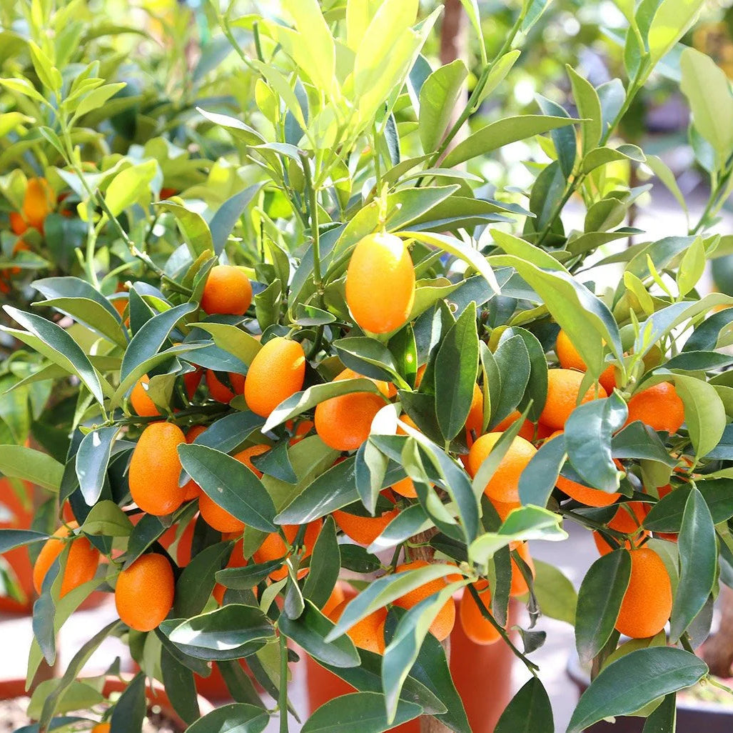 Kumquat tree in container for terrace and balcony garden