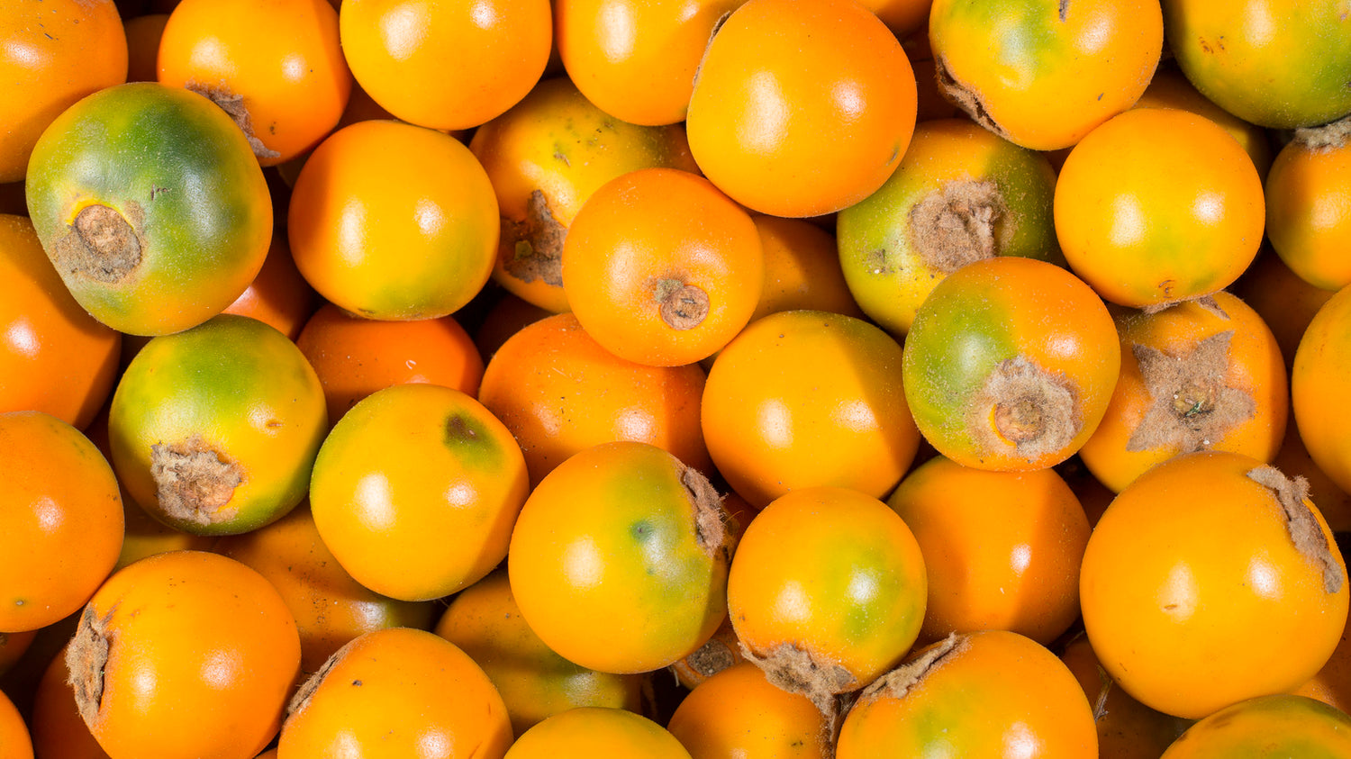 Lulo (Solanum quitoense)