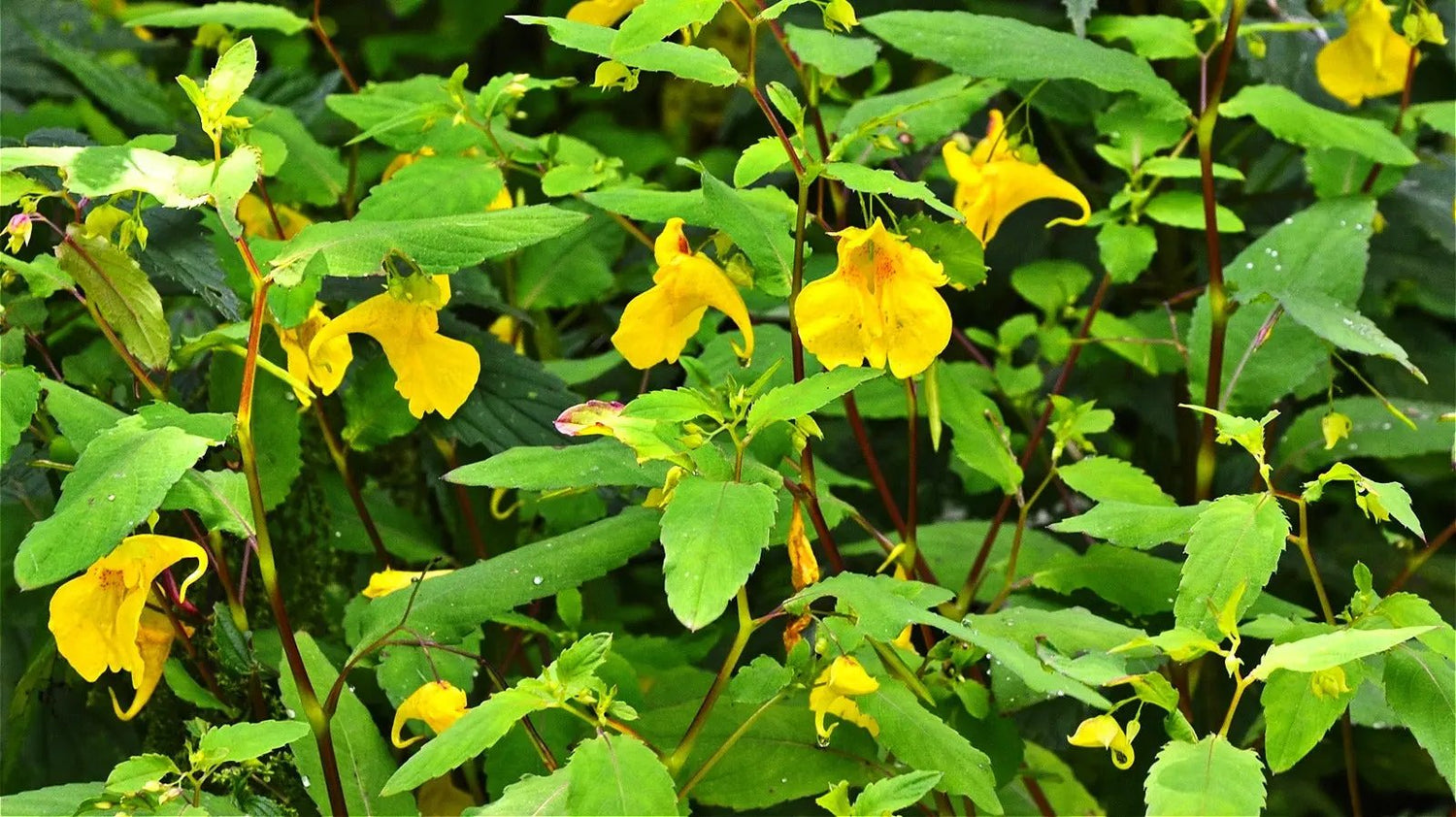 Jewelweed Flower Seeds – Heirloom, Non-GMO Wildflower Seeds for Planting Pollinator Gardens for planting in home garden
