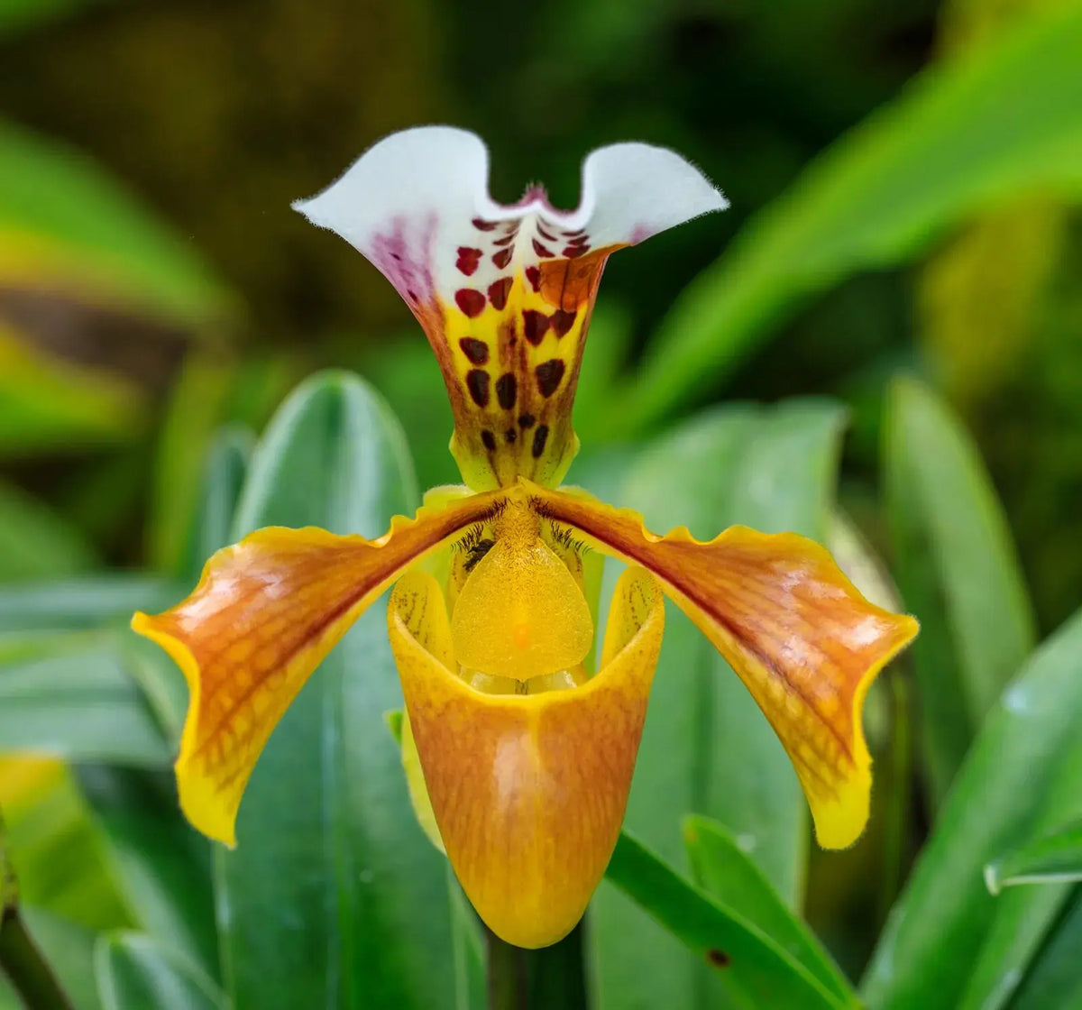 perennial-heirloom-non-gmo-cypripedium-calceolus-seeds

