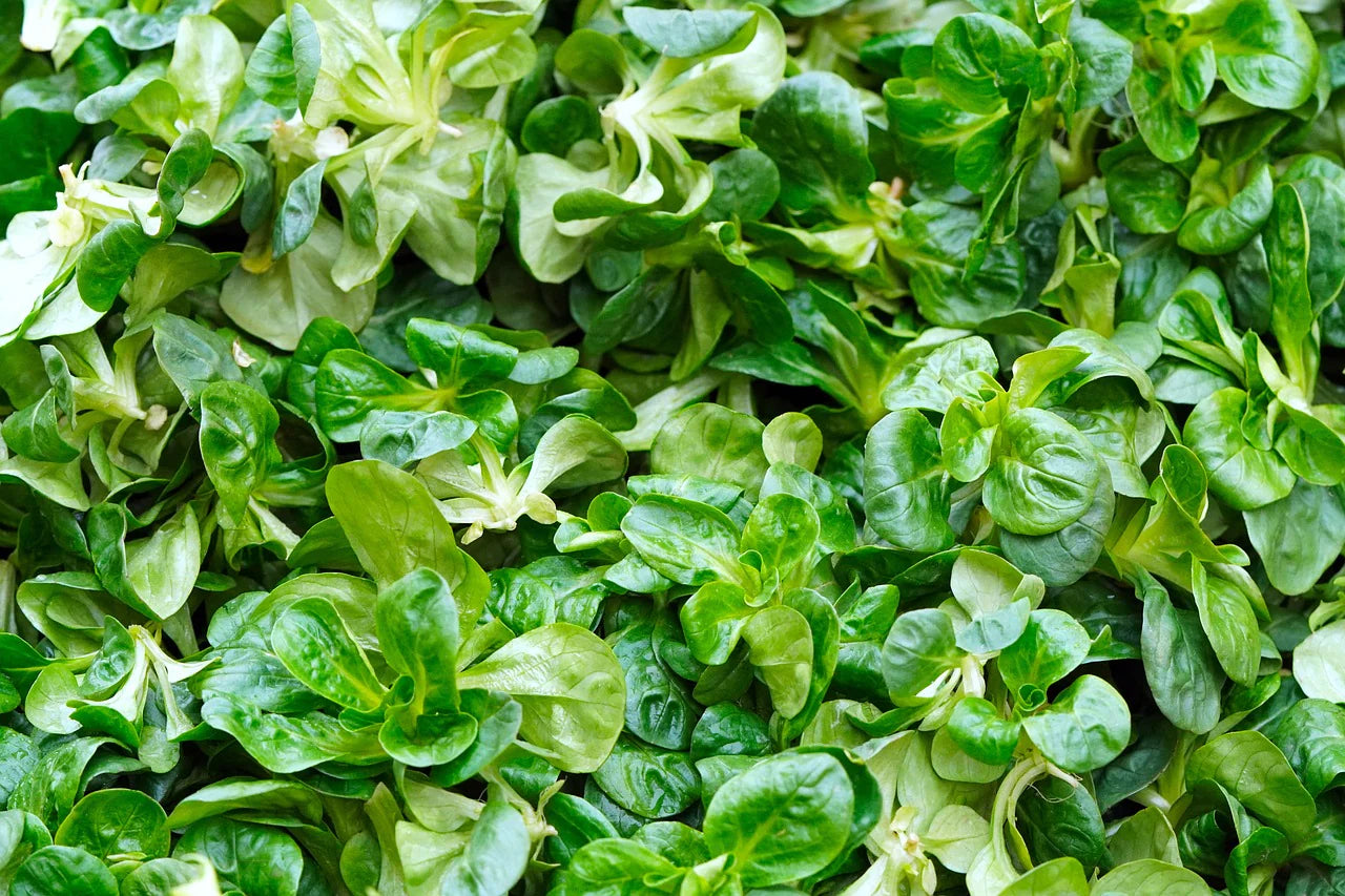 Lamb Lettuce Vegetable Seeds for Planting