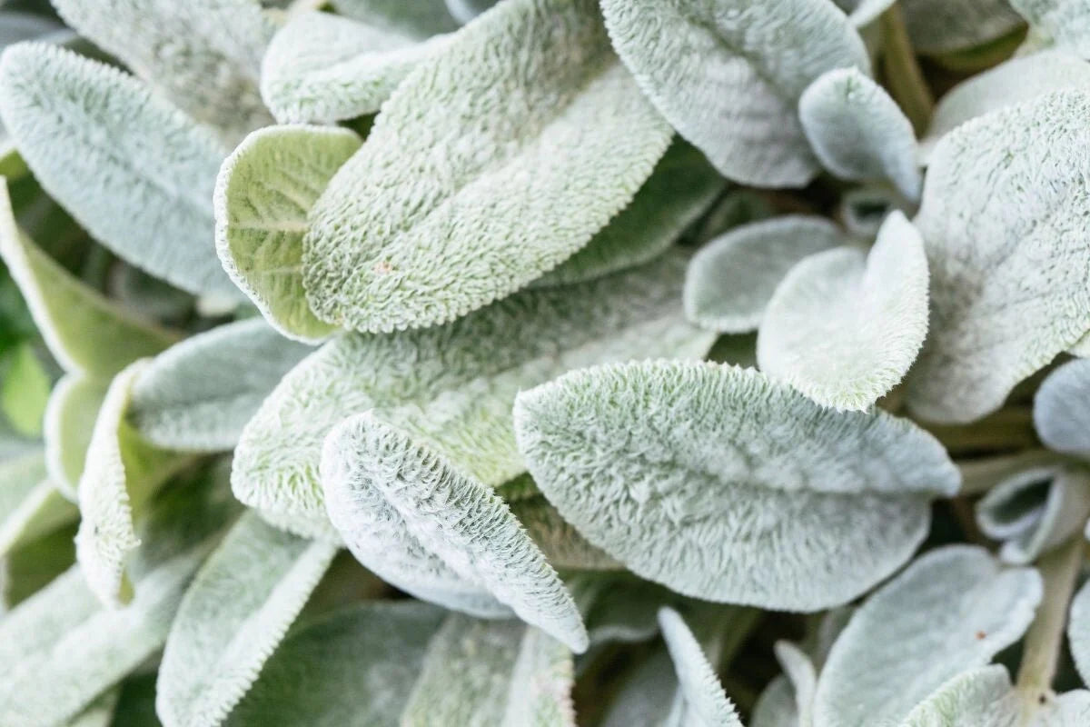 Green Lambs Ear Plant Seeds for Planting