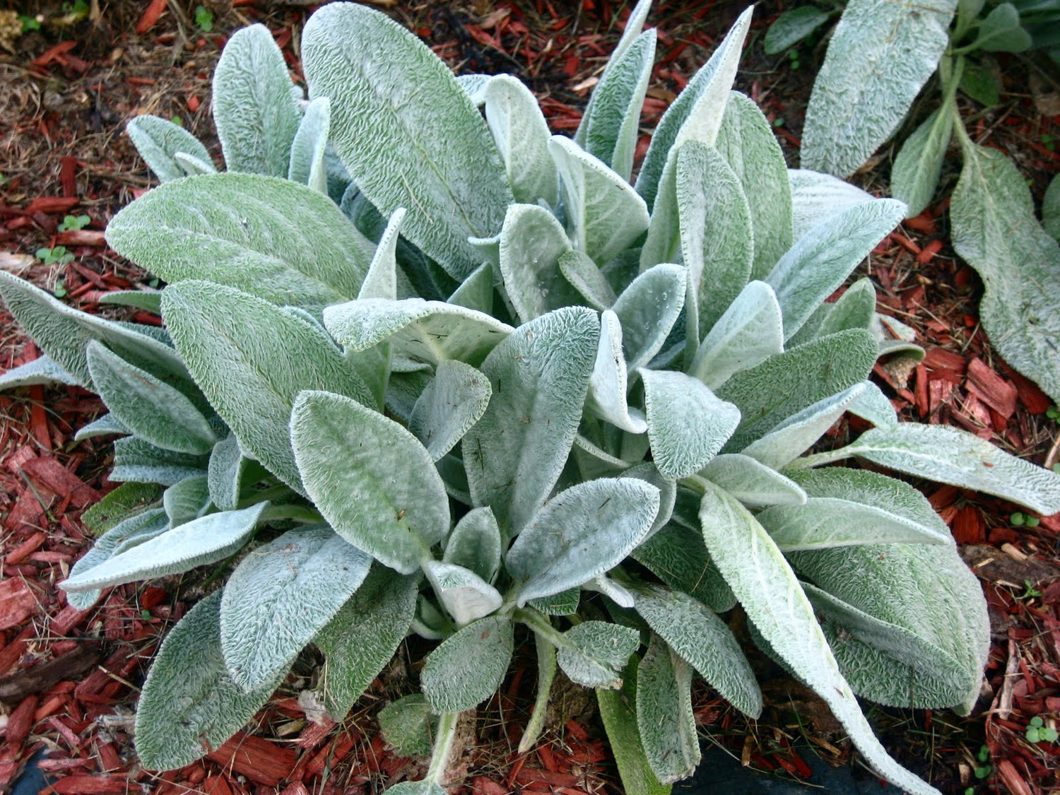 Stachys Helene von Stein Lambs Ear Seeds