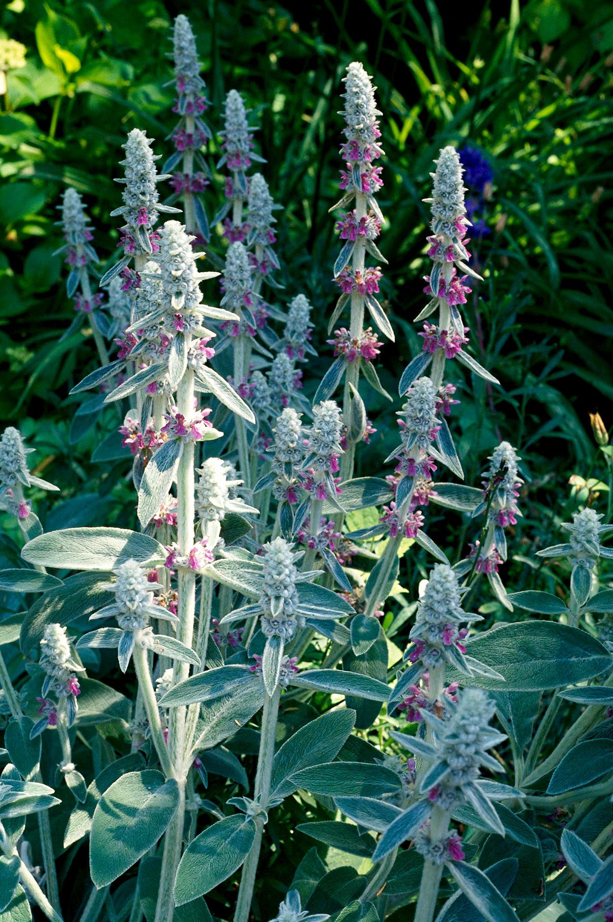 Gray Lambs Ear Plant Seeds for Planting