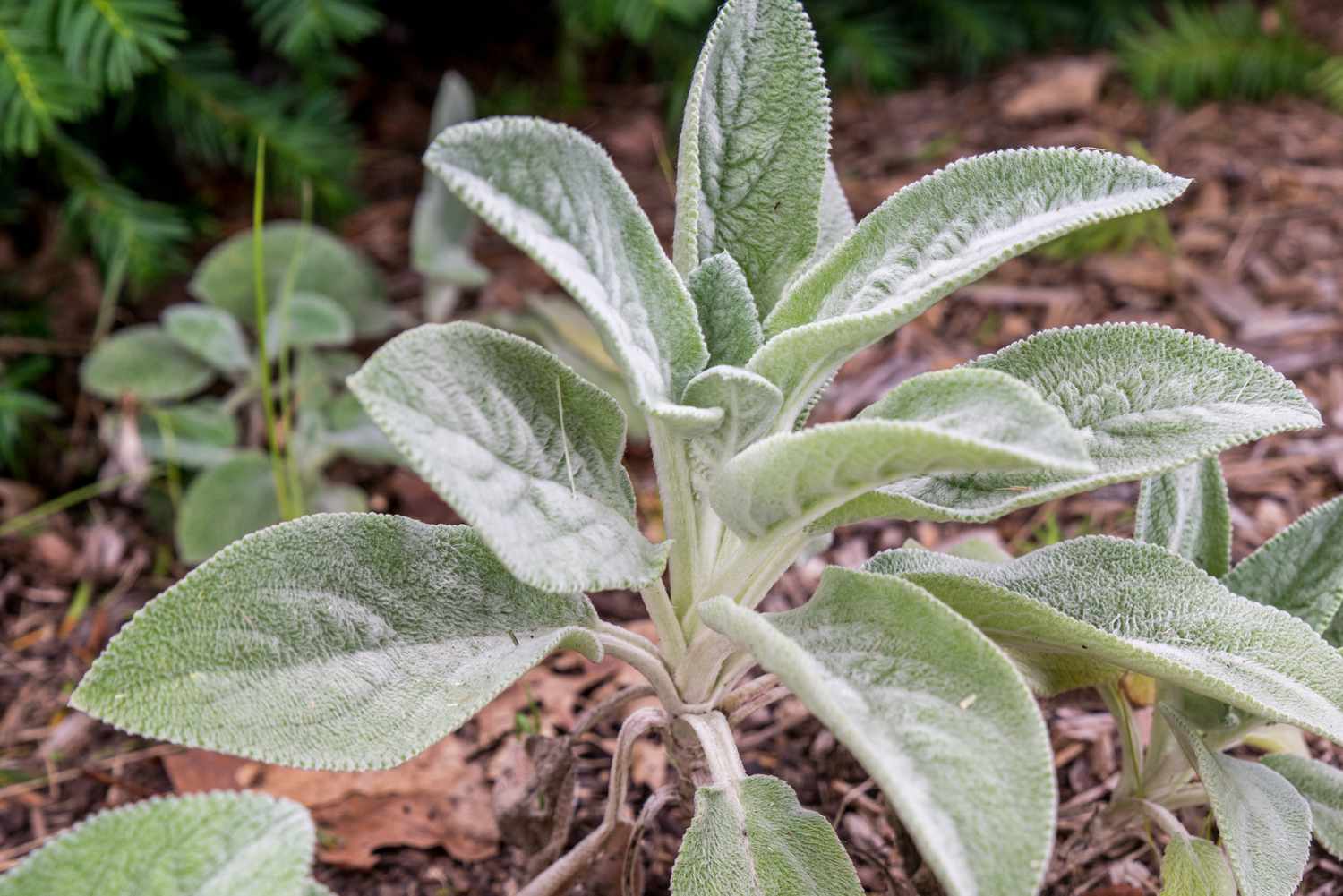 Green Lambs Ear Plant Seeds for Planting
