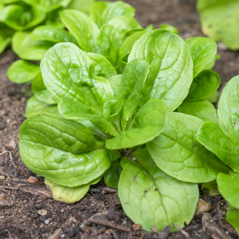 Lamb Lettuce Vegetable Seeds for Planting