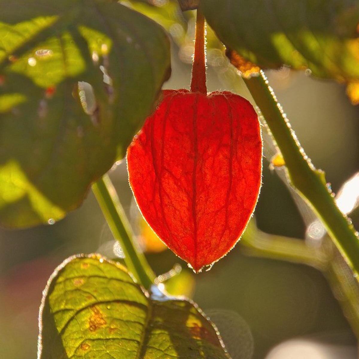 Chinese Lantern “Orange” Decorative Blooms Seeds for Flowering And Gardening