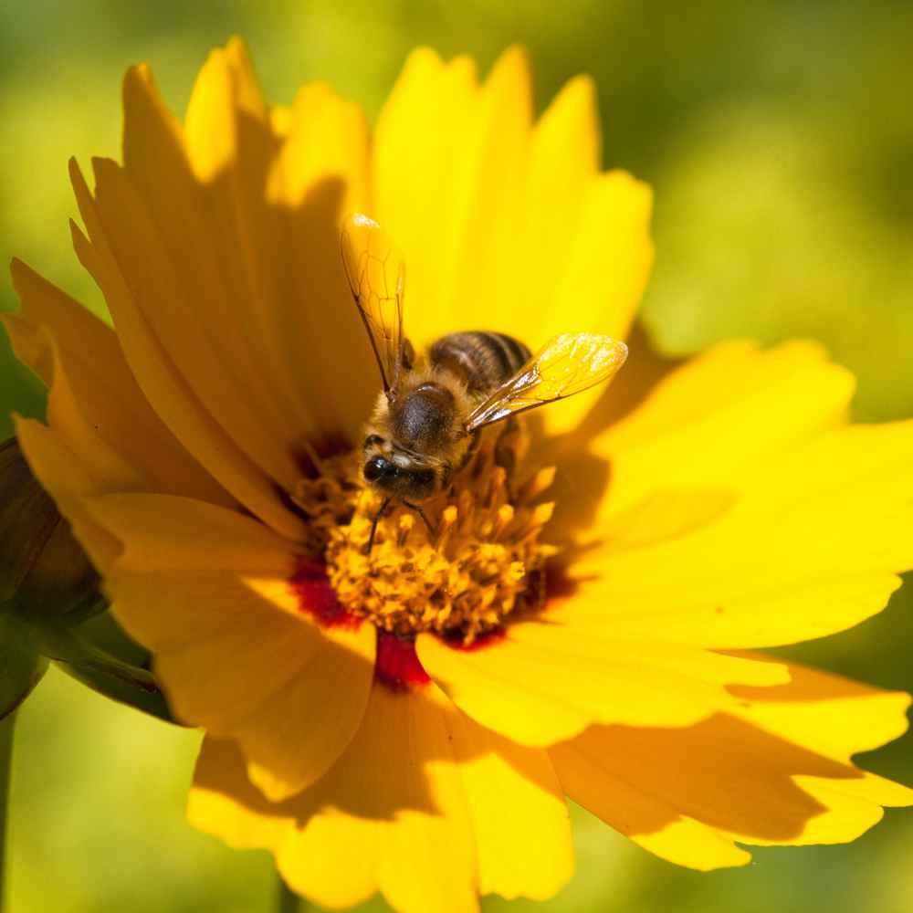 Coreopsis Lance Leaved Long-Lasting Bloom Flower Seeds