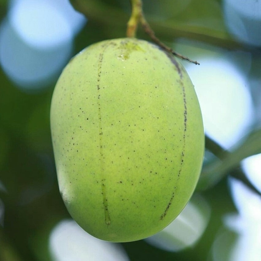 Langra Mango (Mangifera indica)