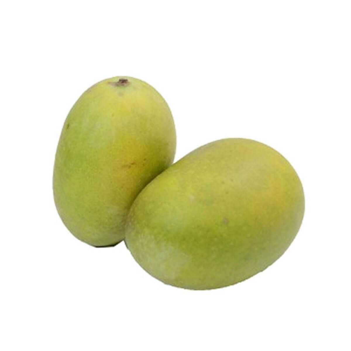 Langra Mango (Mangifera indica)