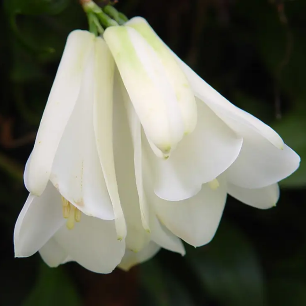 Organic White Lapageria Flower Seeds for Planting – Heirloom, Non-GMO