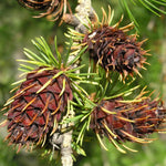 Heirloom non-GMO larch tree seeds for deciduous conifer growth