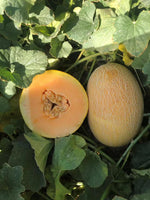 Large cantaloupe seeds high germination organic variety