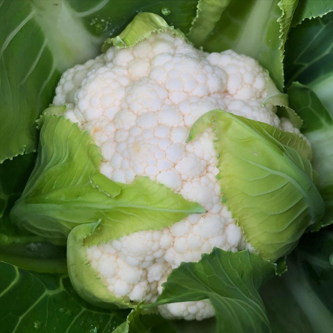 Large cauliflower seeds snowy white heads