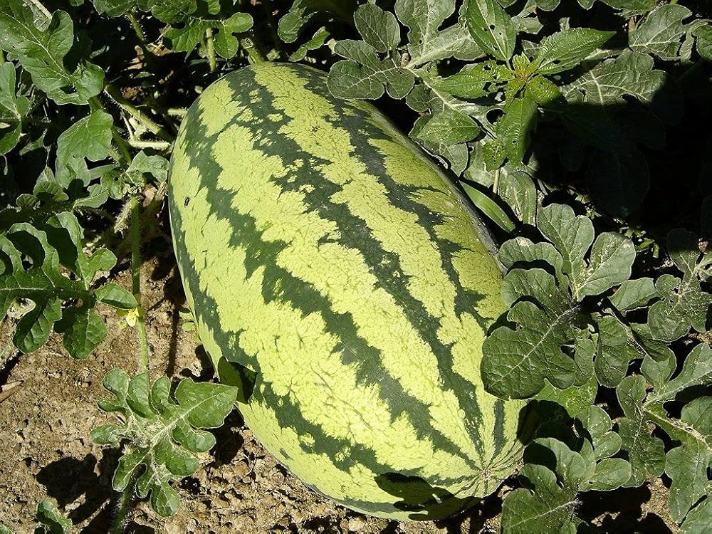 Large watermelon seeds for warm climate gardens
