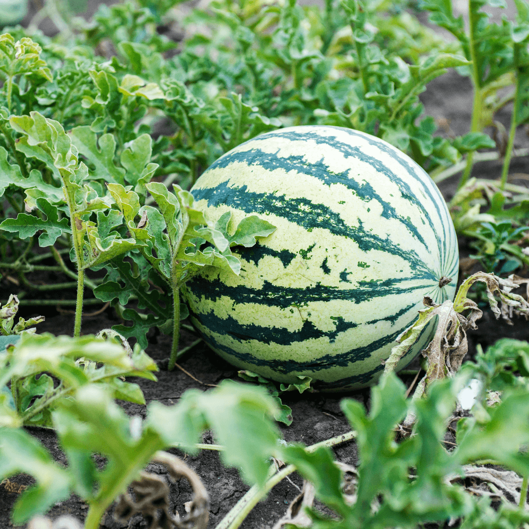 Large watermelon seeds for warm climate gardens