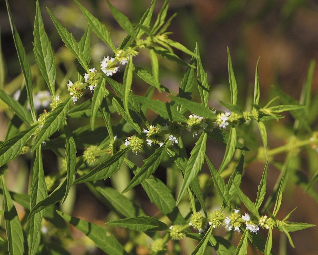 Water Horehound