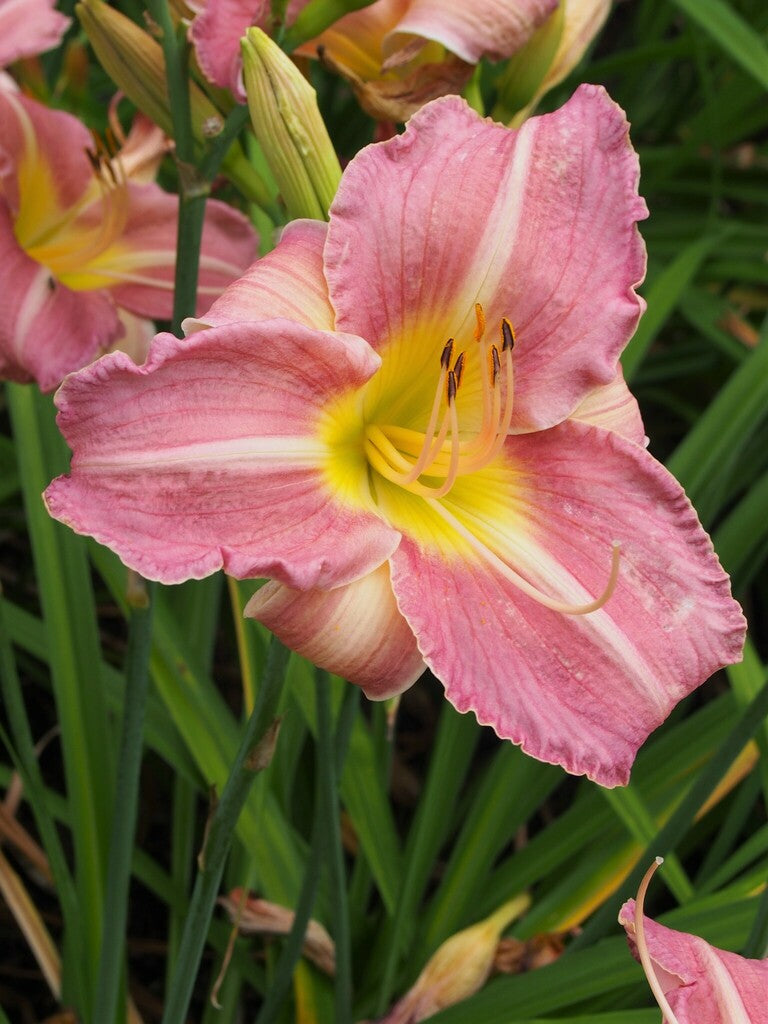 Hemerocallis Pink Tirzah