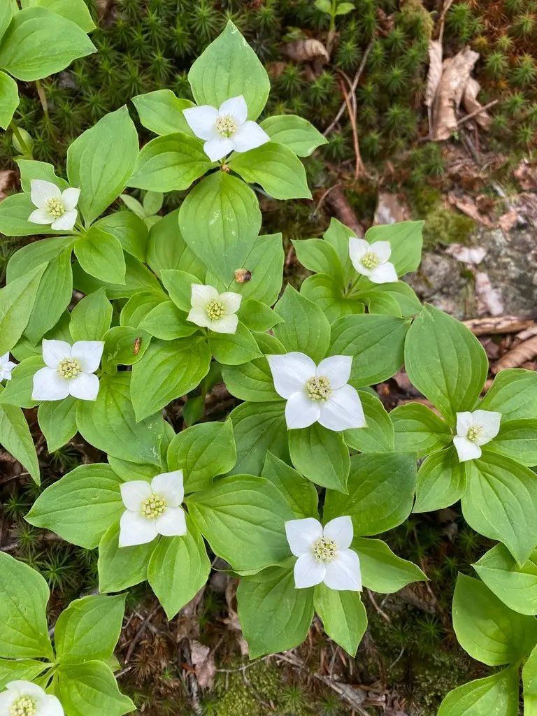Heirloom Bunchberry Flower Seeds, Non-GMO Groundcover Blooms for Woodland Garden Planting for planting in home garden