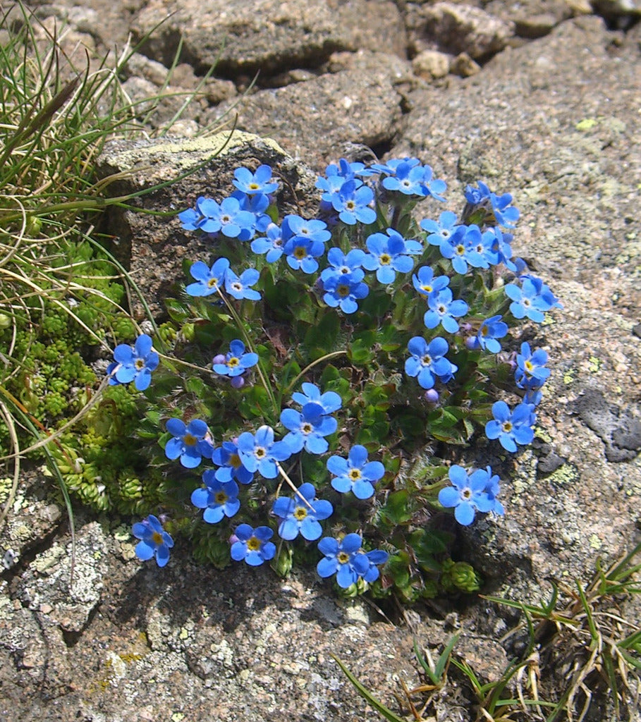 Alpenblumensamen Flower Seeds for Planting in Alpine Garden