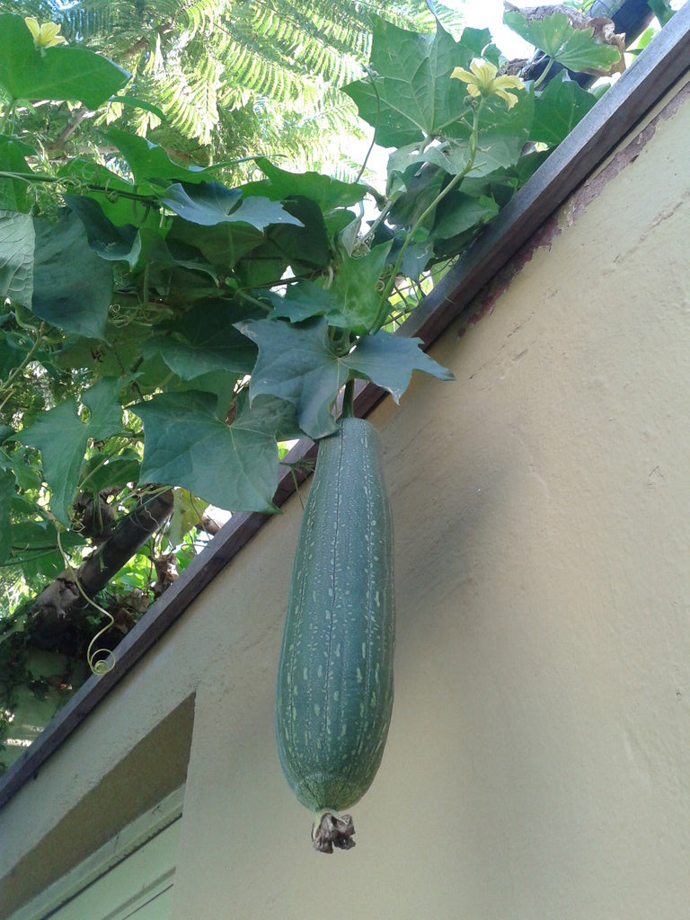 Towel Gourd Vegetable Seeds