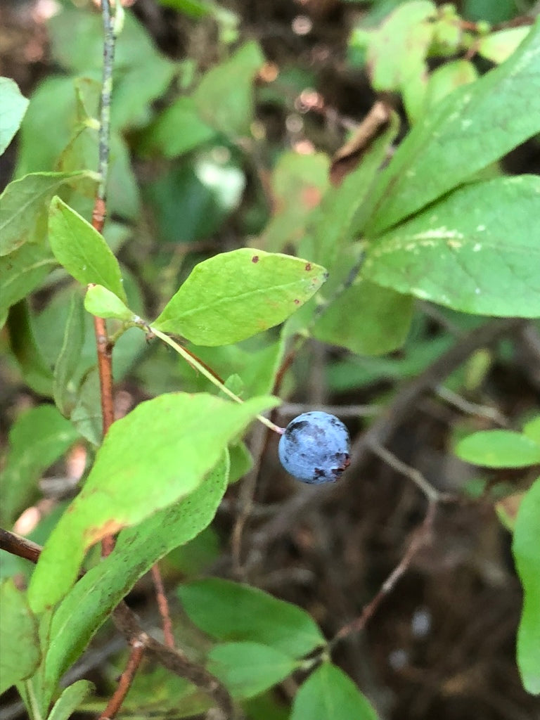 Dangle Berry (Gaultheria procumbens)