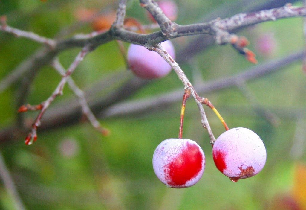 Mexican Plum (Prunus mexicana) Seeds