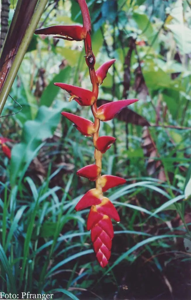 Heliconia Pogonantha Plant Seeds for Planting, NON GMO Seeds Dhara Seeds