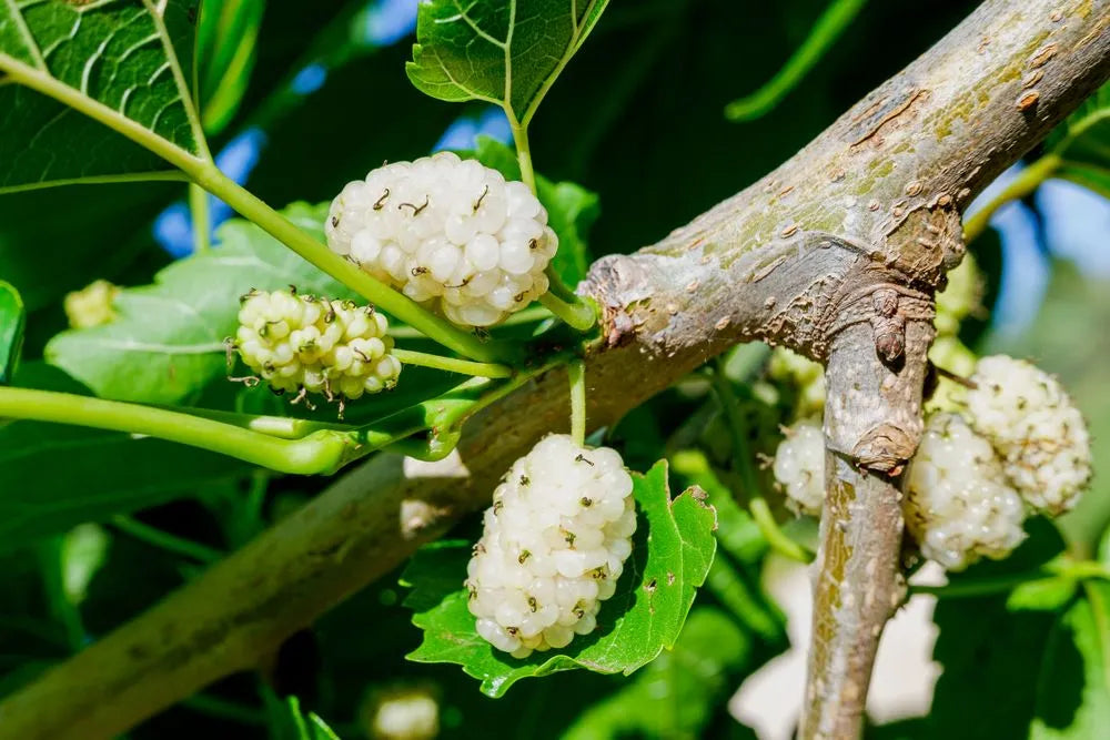 White Mulberry (Morus alba) / Common Name: White Mulberry