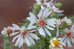 Campion Flower Seeds for Planting, NON GMO Seeds Dhara Seeds
