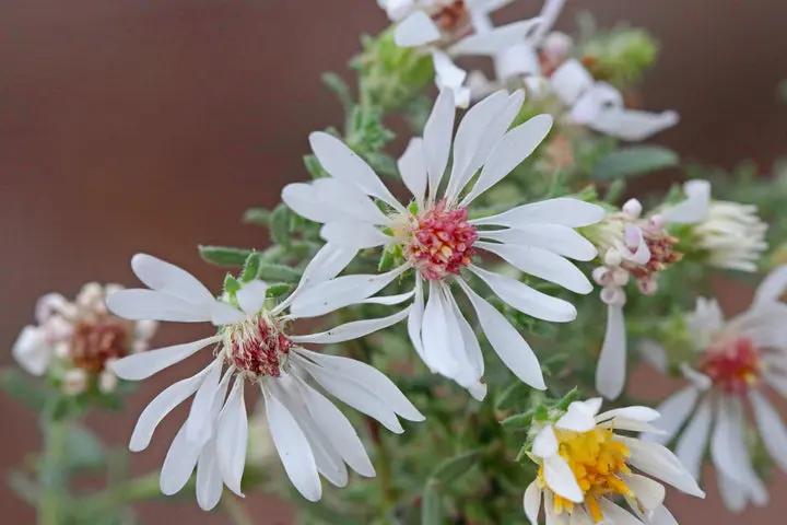 Campion Flower Seeds for Planting, NON GMO Seeds Dhara Seeds