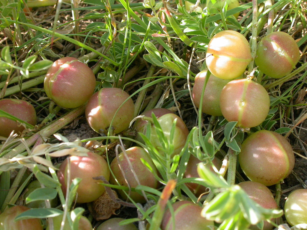 Ground Plum (Astragalus crassicarpus)