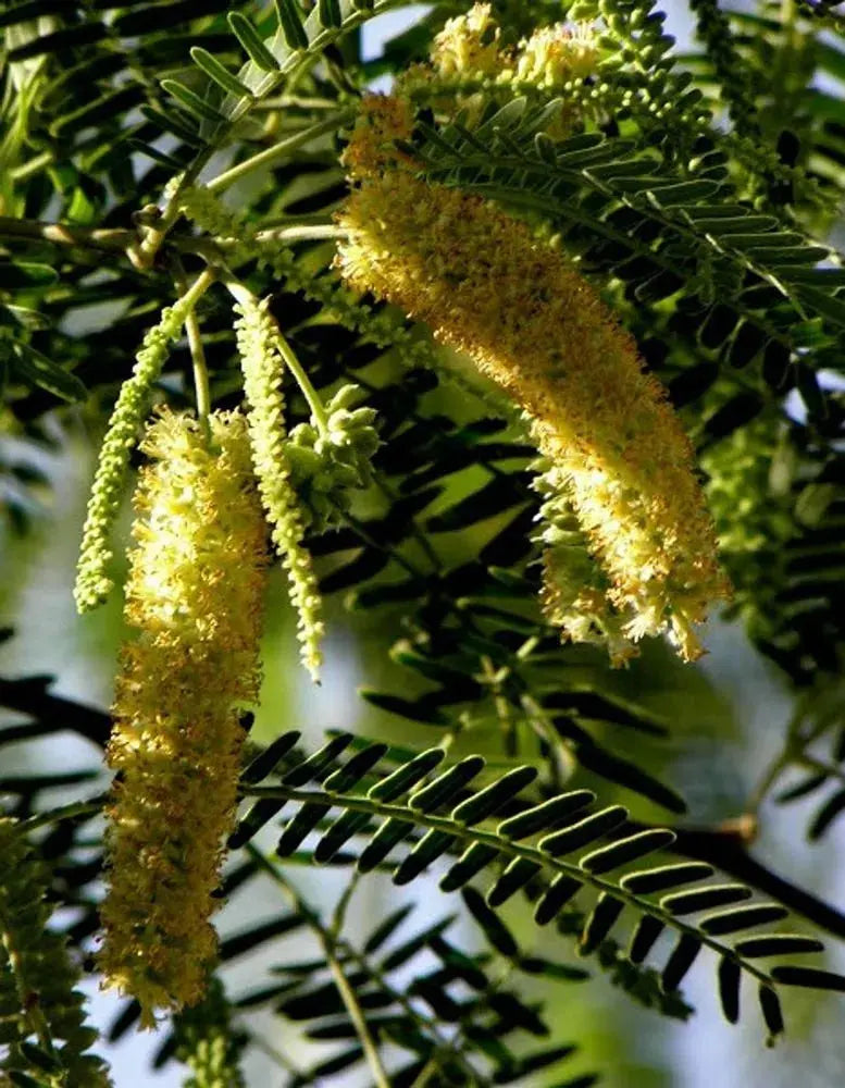 organic-drought-tolerant-prosopis-cineraria-seeds

