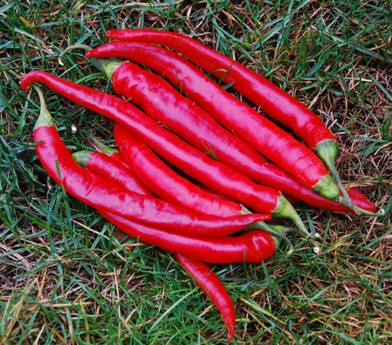 mature cayenne plants with dense clusters of hot peppers

