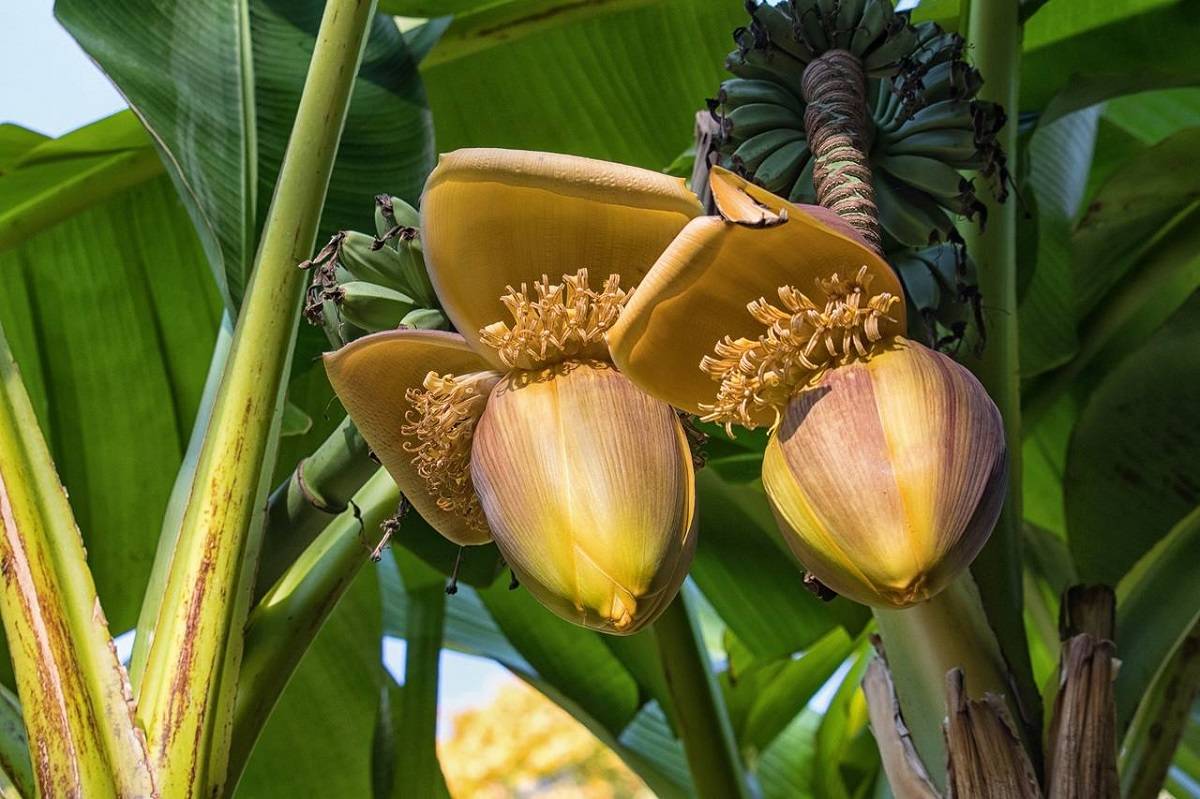 Musa Ingens (Giant Banana) Seeds