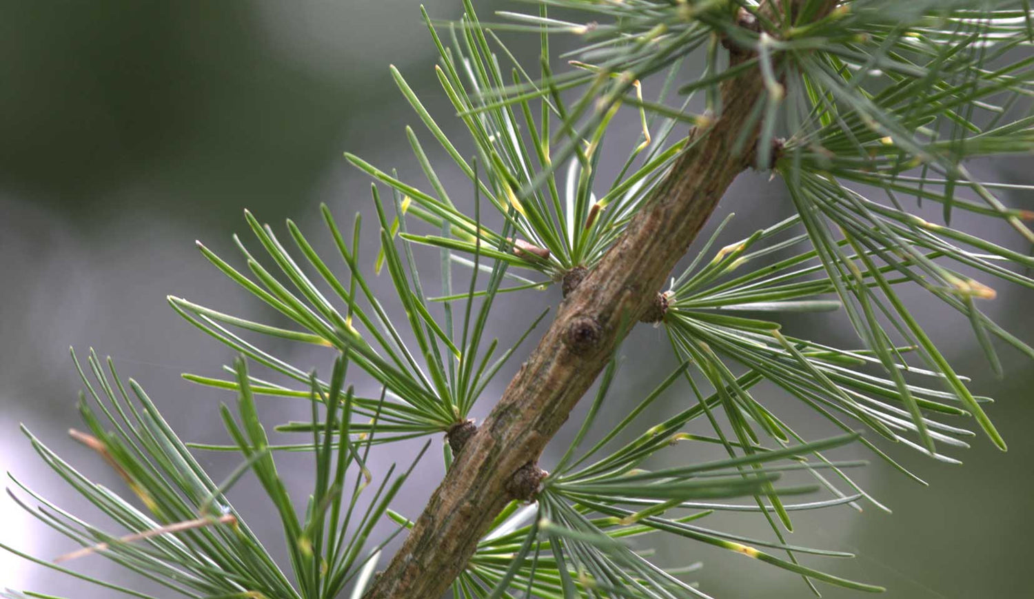 Larix Occidentalis Plant Seeds for Planting-Heirloom & Non-GMO Seeds for planting – Fresh Herb for Your Garden