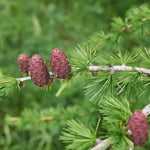Larix Decidua seedlings showing early growth stages in garden soil