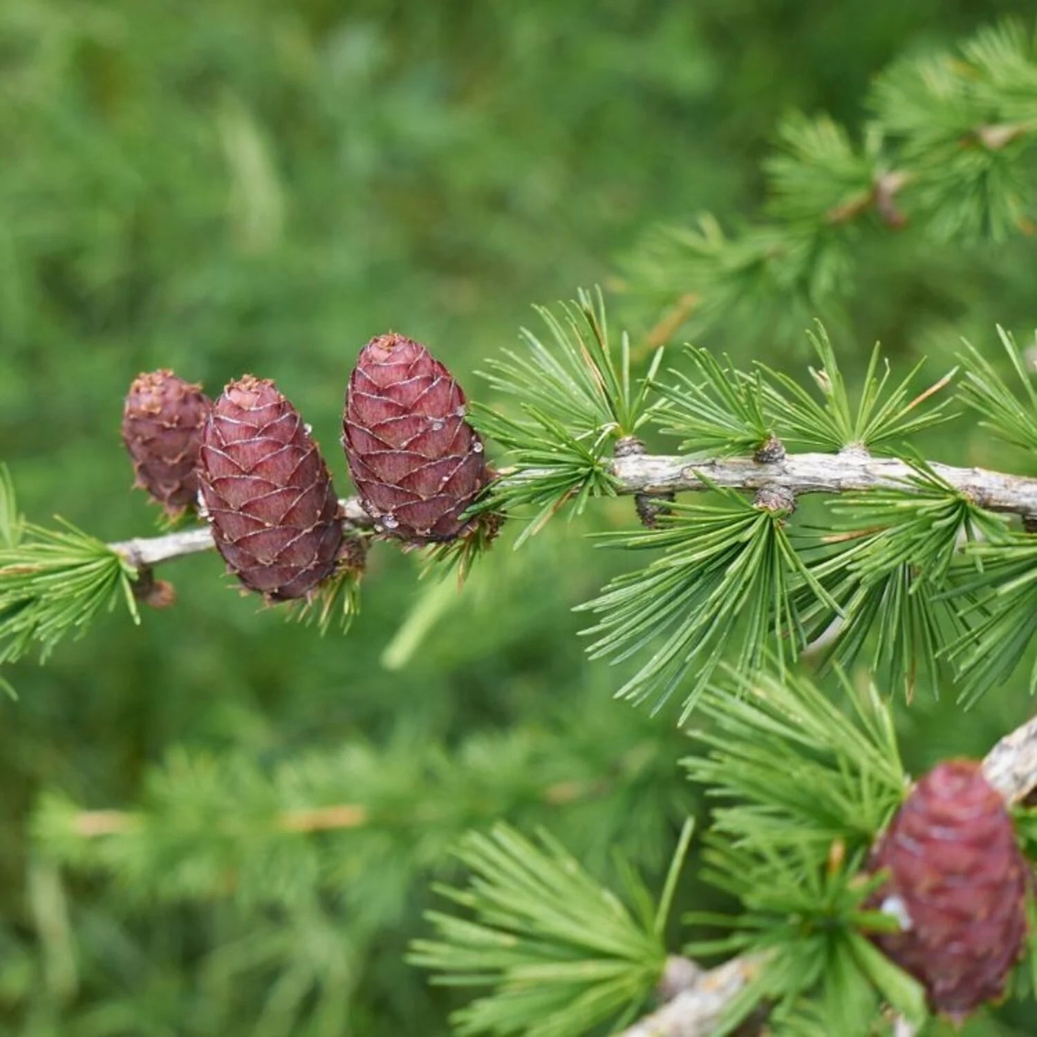 Larix Decidua seedlings showing early growth stages in garden soil