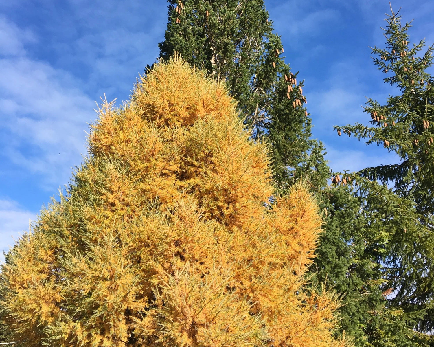 Larix seeds planting instructions