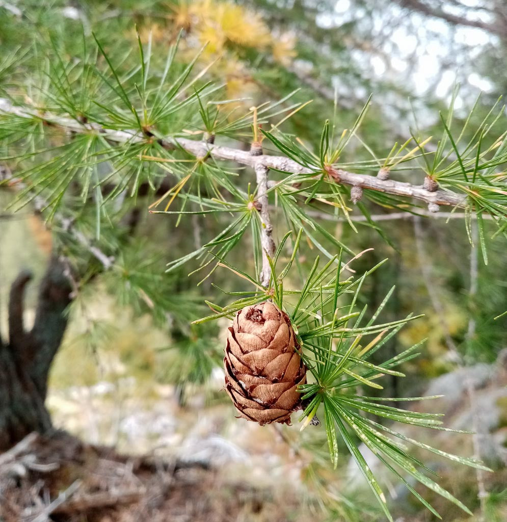 Hardy larix tree seeds for planting high quality deciduous conifer seeds