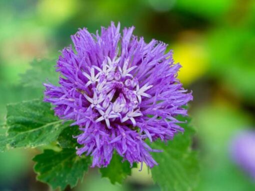 Lark Daisy Centratherum Punctatum Open Pollinated heirloom non-gmo garden seeds
