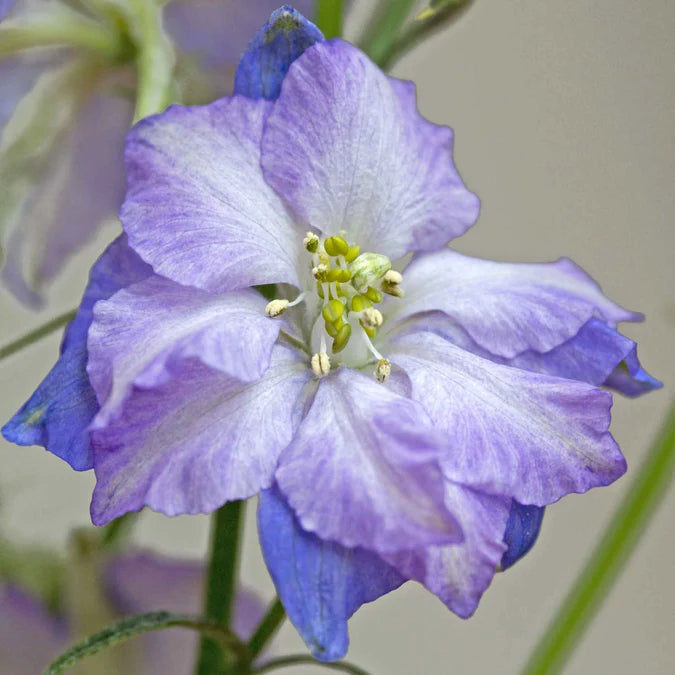 Larkspur Seeds - Fancy Purple Picotee