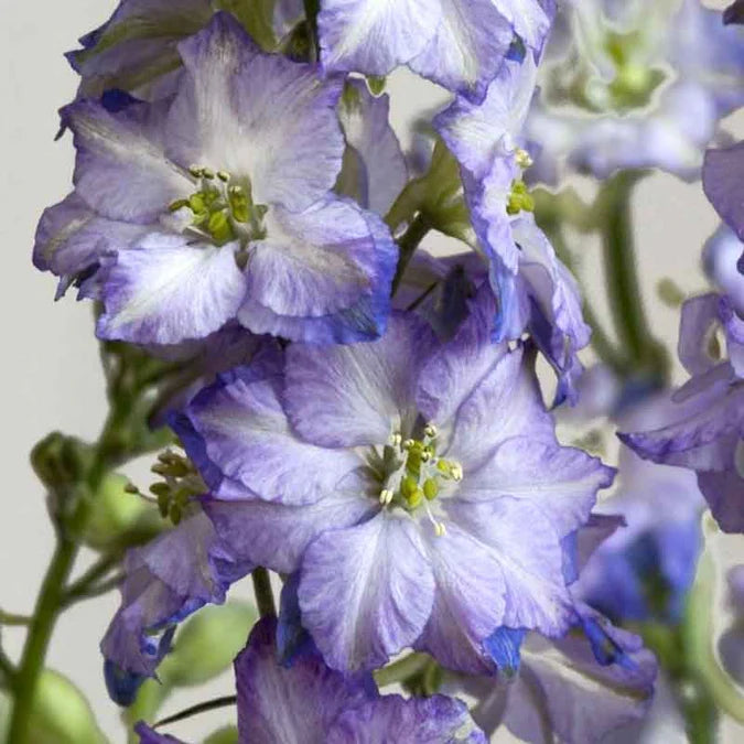 Larkspur Seeds - Fancy Purple Picotee