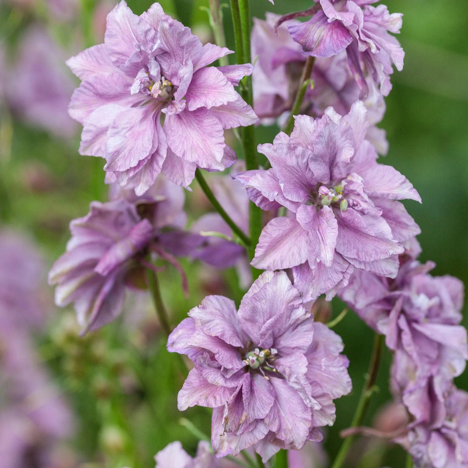 Larkspur Seeds - Misty Lavender