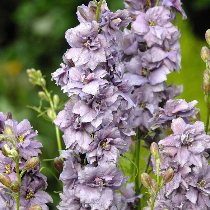 Larkspur Seeds - Misty Lavender